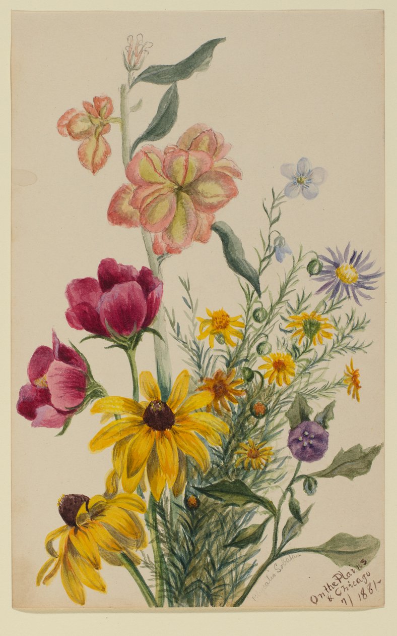 Grupp av blommor av Mary Vaux Walcott