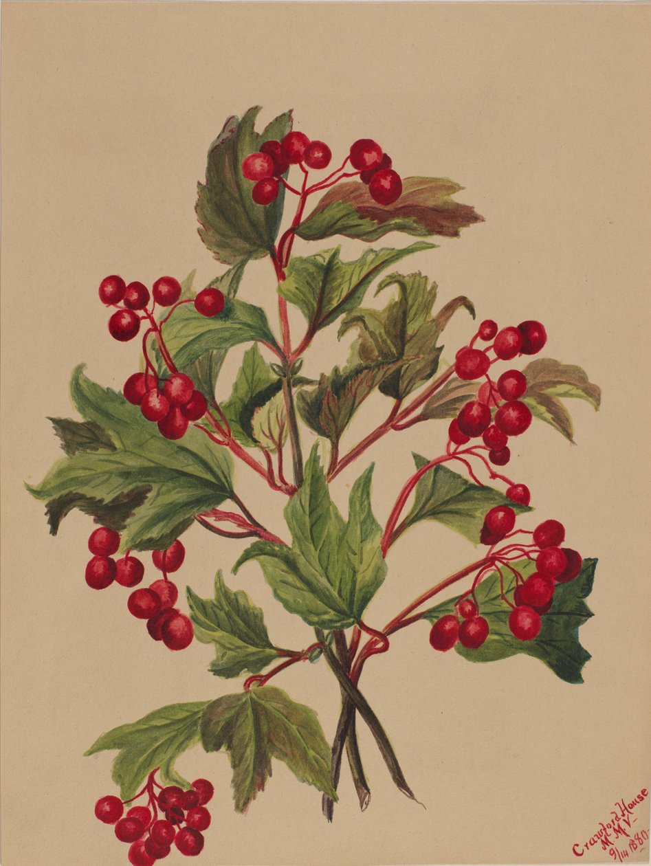 Grouseberry Viburnum americanum, 1880. av Mary Vaux Walcott