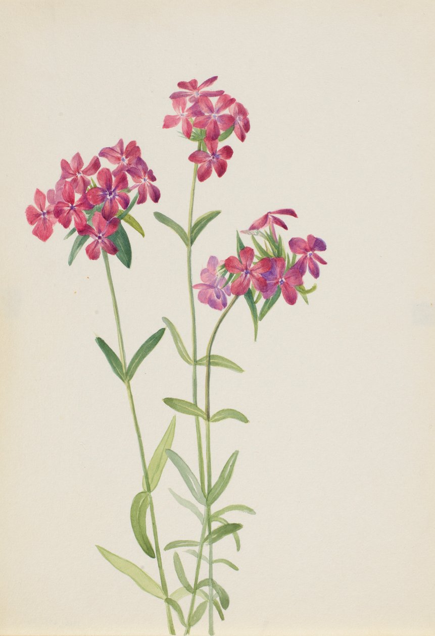 Hårig flox (Phlox amoena) av Mary Vaux Walcott