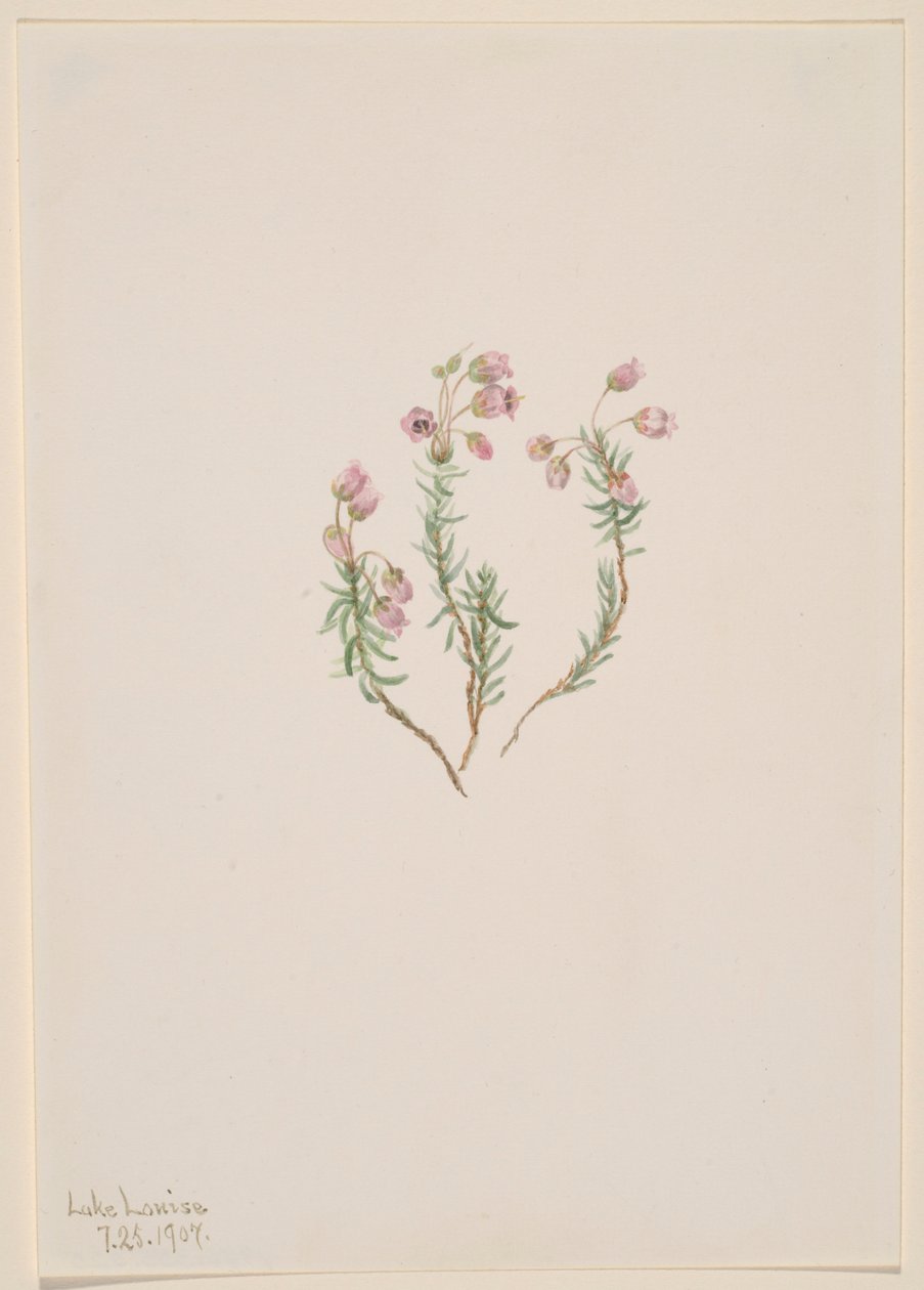Ljung (Phyllodoce intermedia) av Mary Vaux Walcott