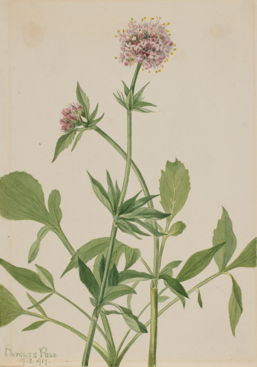 Heliotrop vänderot (Valeriana sitchensis) av Mary Vaux Walcott