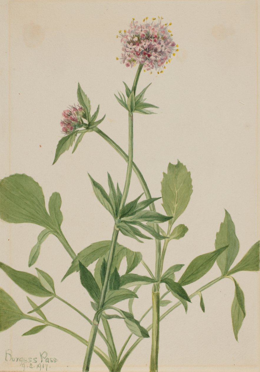 Heliotrop Valerian Valeriana sitchensis, 1917. av Mary Vaux Walcott