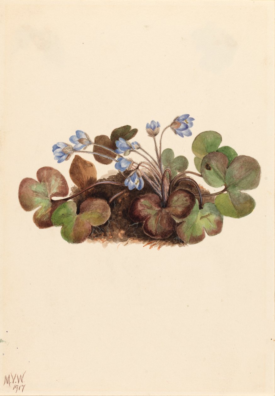 Amerikansk levermoss, 1917. av Mary Vaux Walcott
