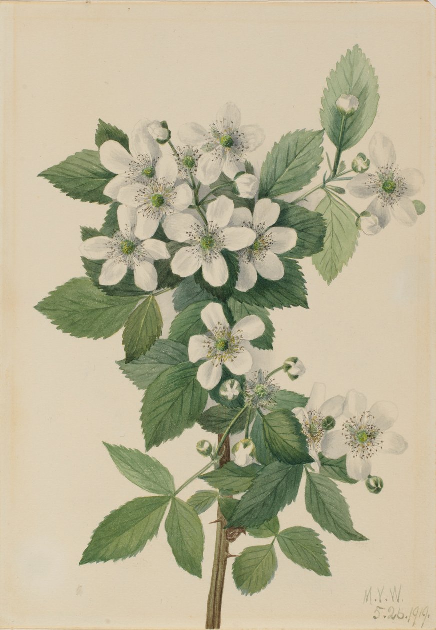 Highbush björnbär (Rubus argutus) av Mary Vaux Walcott