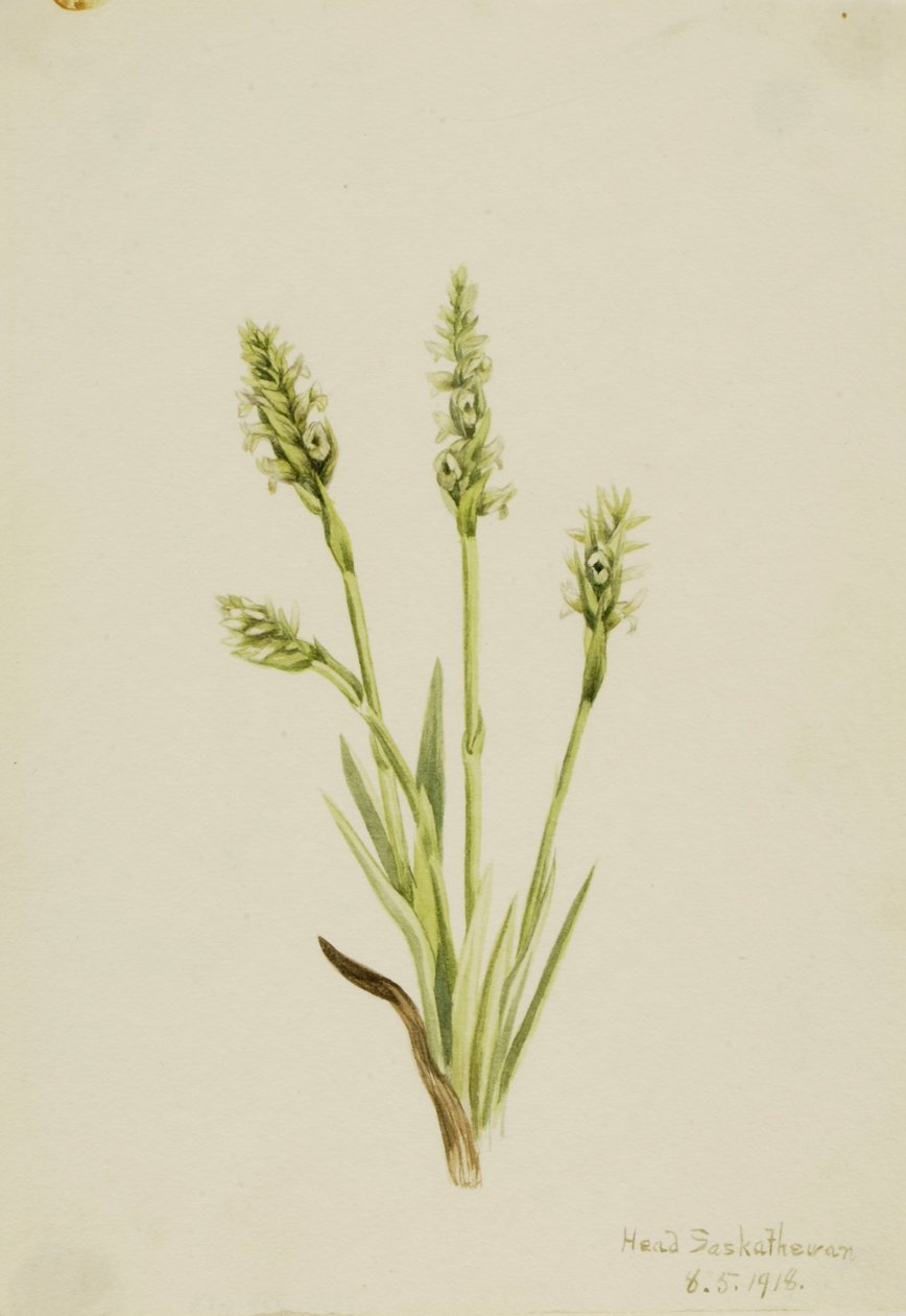 Kapuschongblommor (Ibidium strictum) av Mary Vaux Walcott