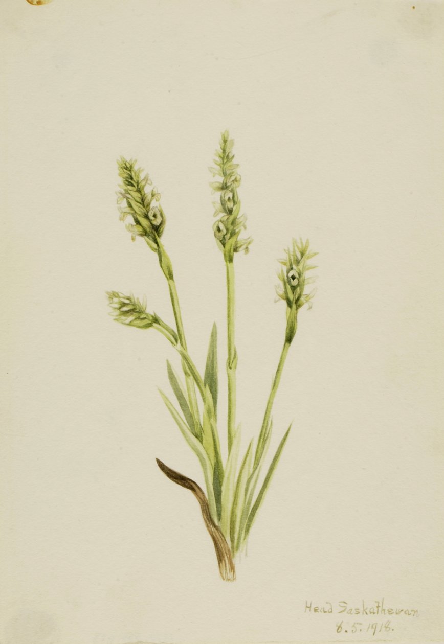 Damklänningar med luva Ibidium strictum, 1918. av Mary Vaux Walcott