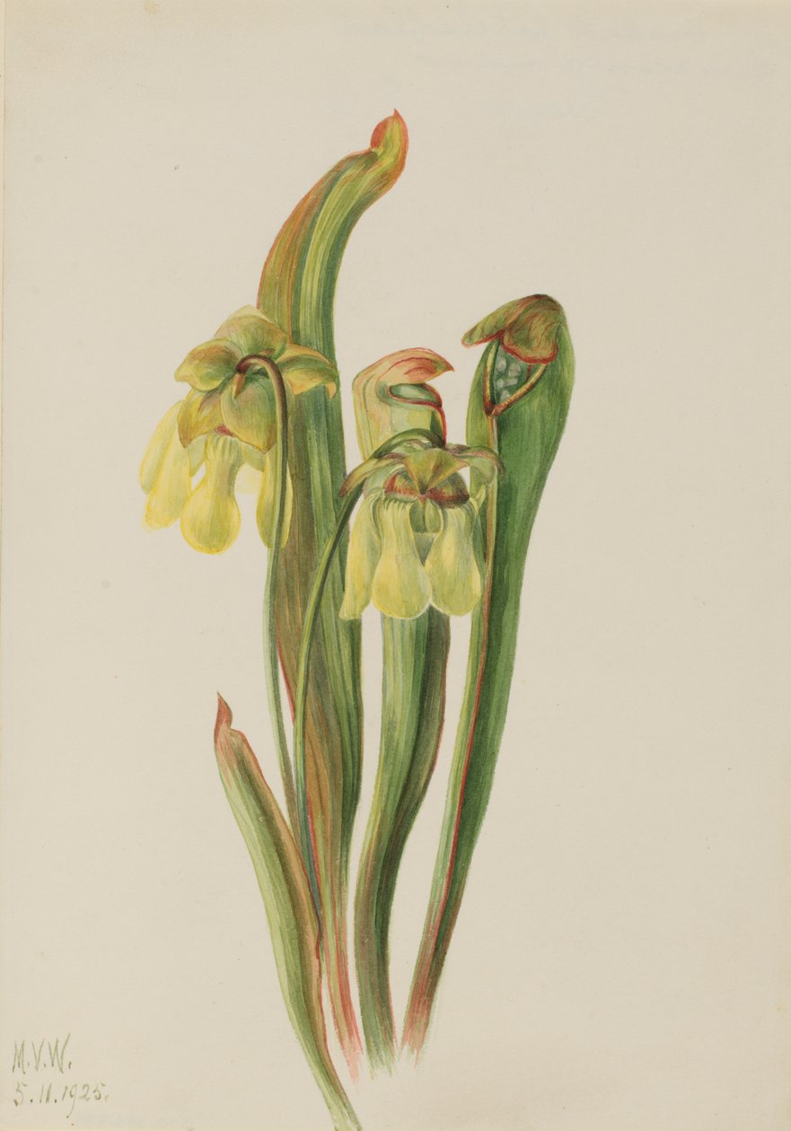 Hooded Pitcherplant Sarracenia minor, 1925. av Mary Vaux Walcott