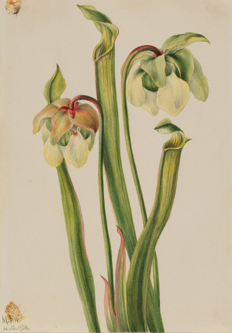 Hybridkrukväxt (Sarracenia minor) av Mary Vaux Walcott