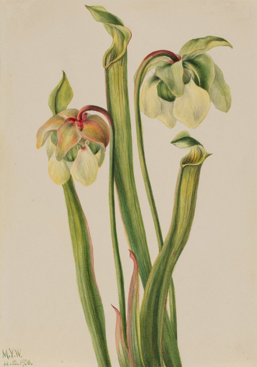 Hybrid Pitcherplant Sarracenia minor, 1930. av Mary Vaux Walcott