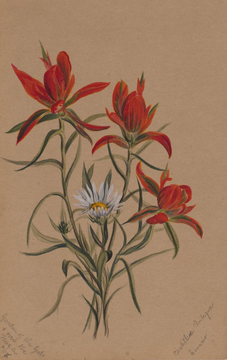 Indisk målarpensel Castilleja rhexifolia, 1883. av Mary Vaux Walcott