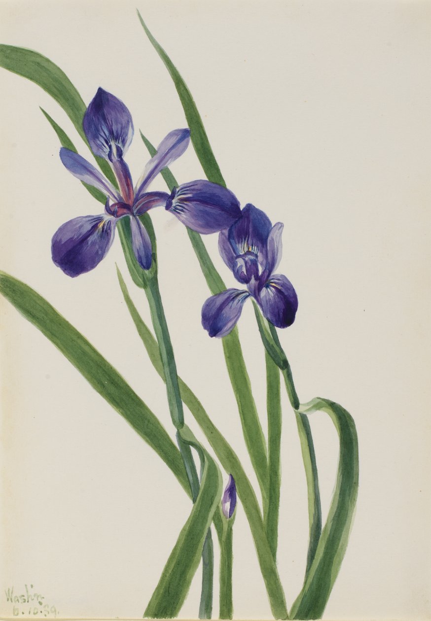Iris (Iris-arter) av Mary Vaux Walcott