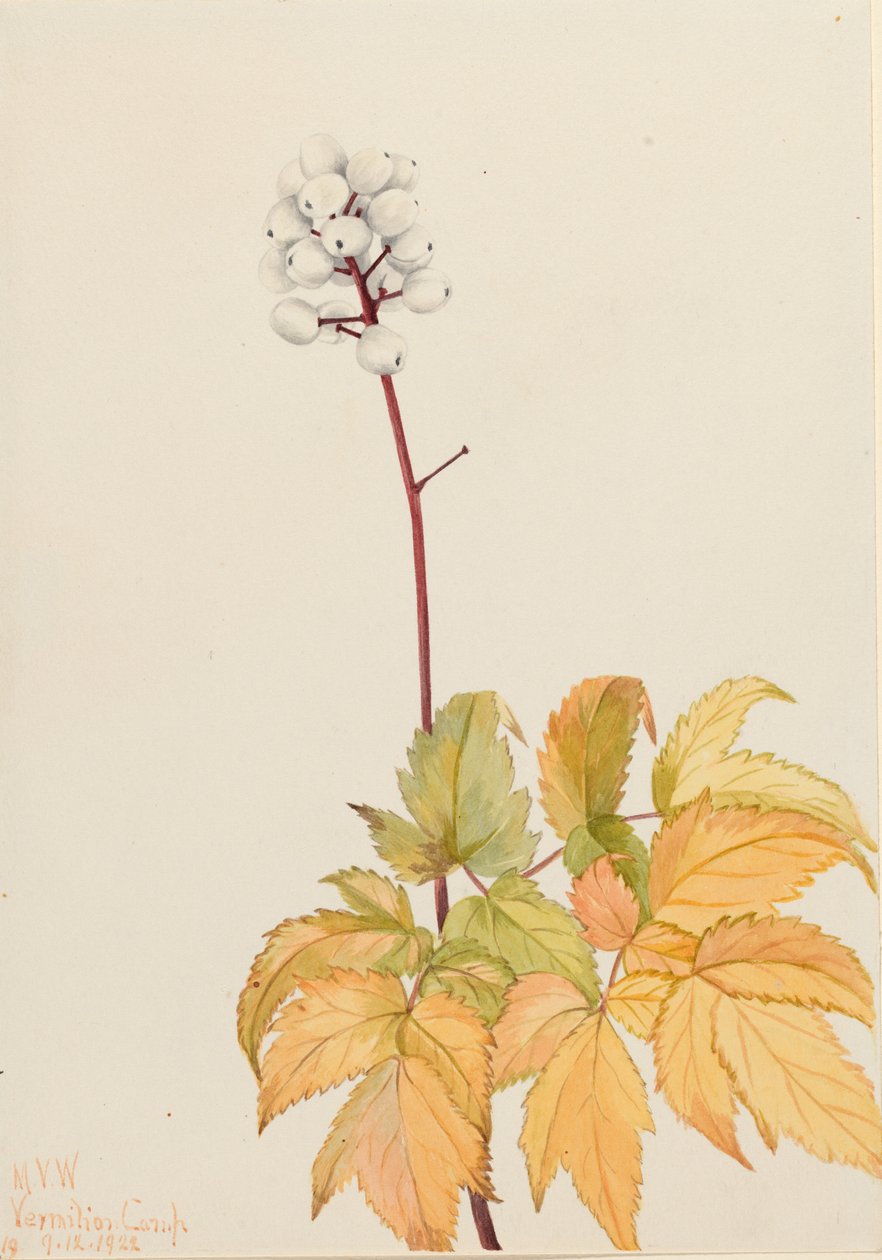 Elfenbensbär (Actaea arguta) av Mary Vaux Walcott