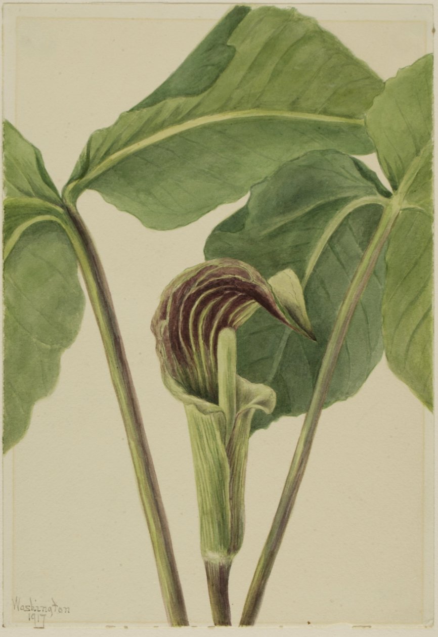 Jack-in-the-predikstolen Arisaema triphyllum, 1917. av Mary Vaux Walcott
