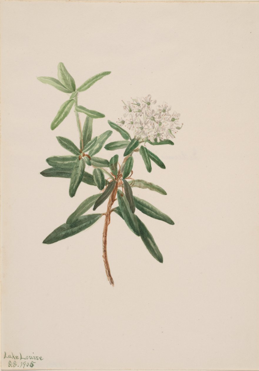 Labrador te Grönlandsis, 1905. av Mary Vaux Walcott