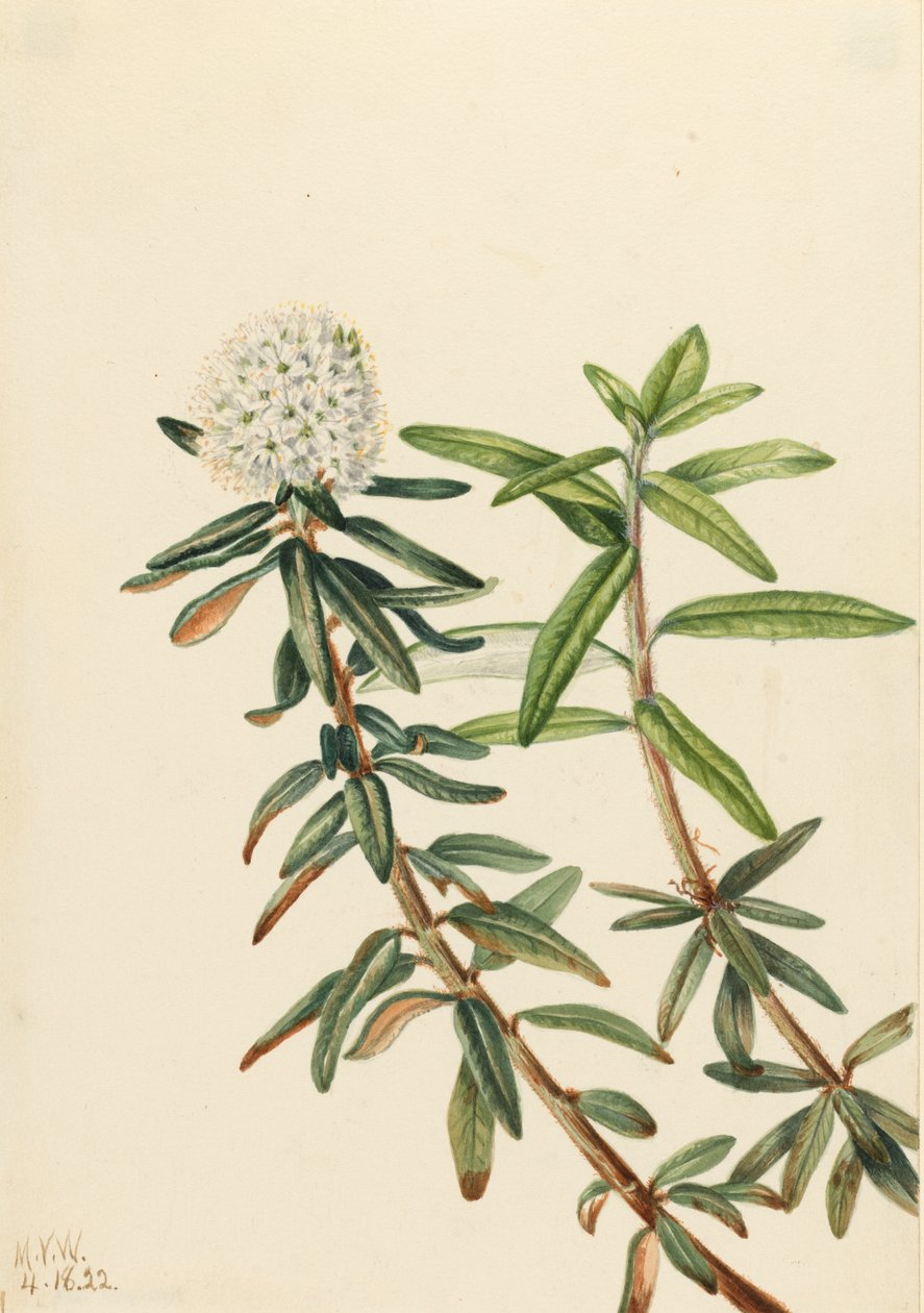 Labrador Tea Grönlandsisen, 1922. av Mary Vaux Walcott
