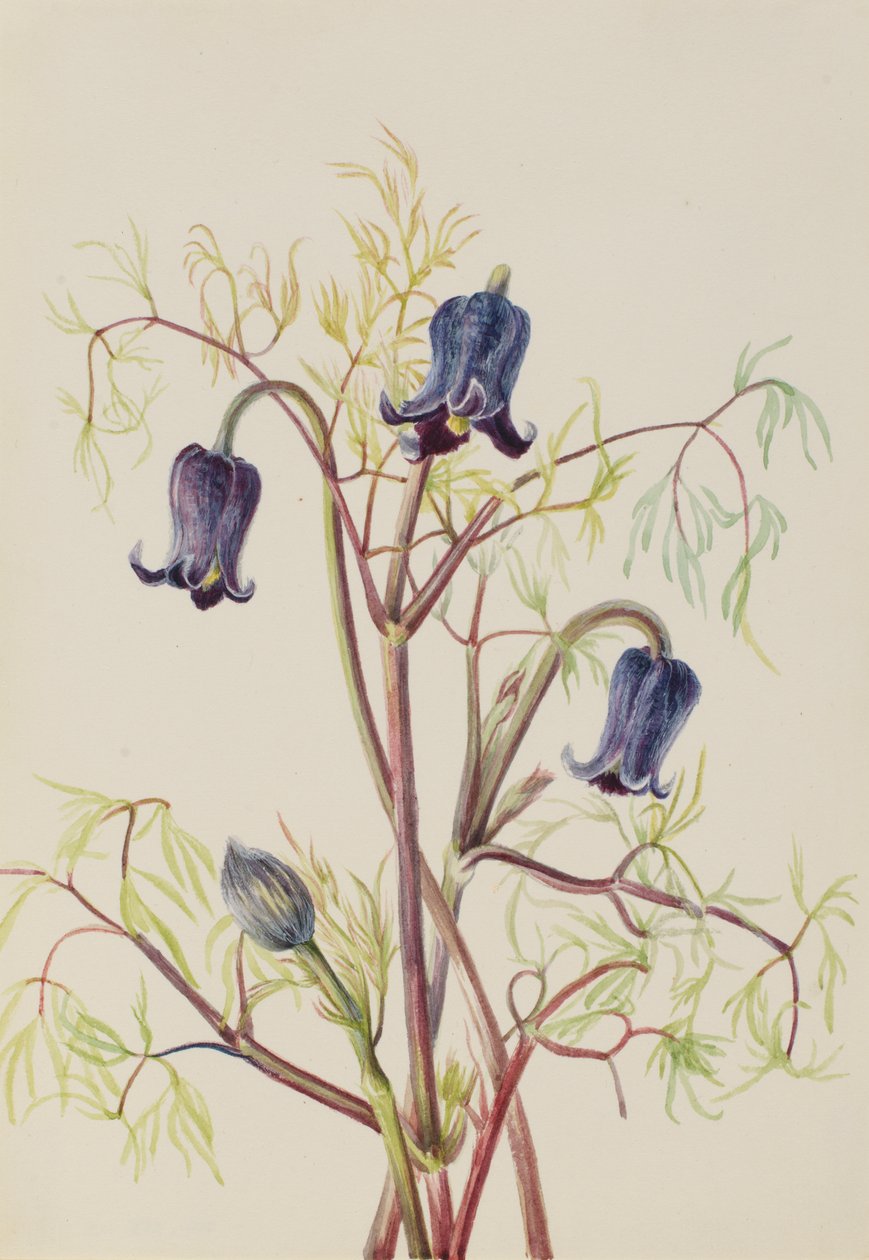 Läderblomma Clematis hirsutissima, ca. 1930-talet. av Mary Vaux Walcott