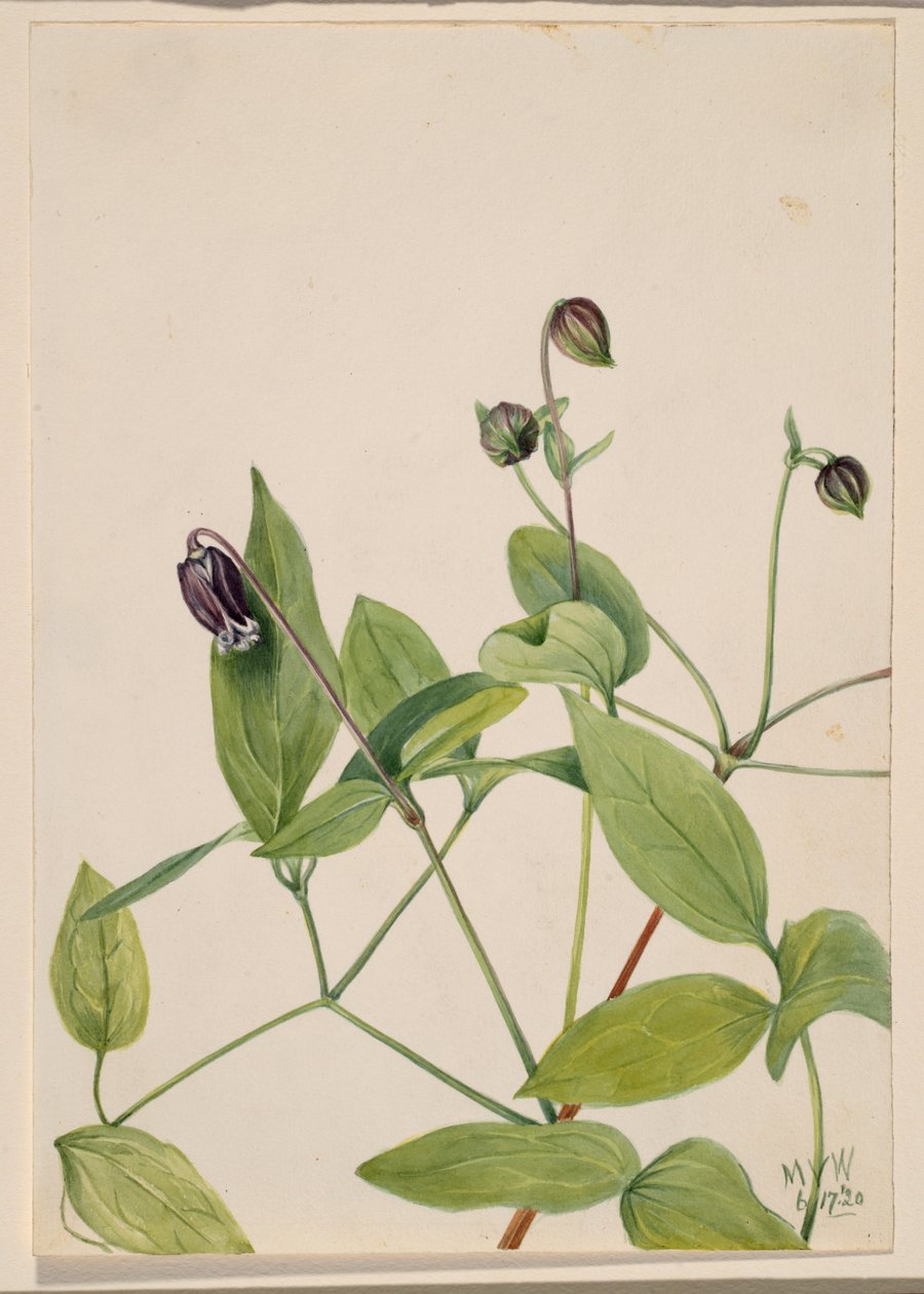 Läderblomma Clematis viorna, 1920. av Mary Vaux Walcott