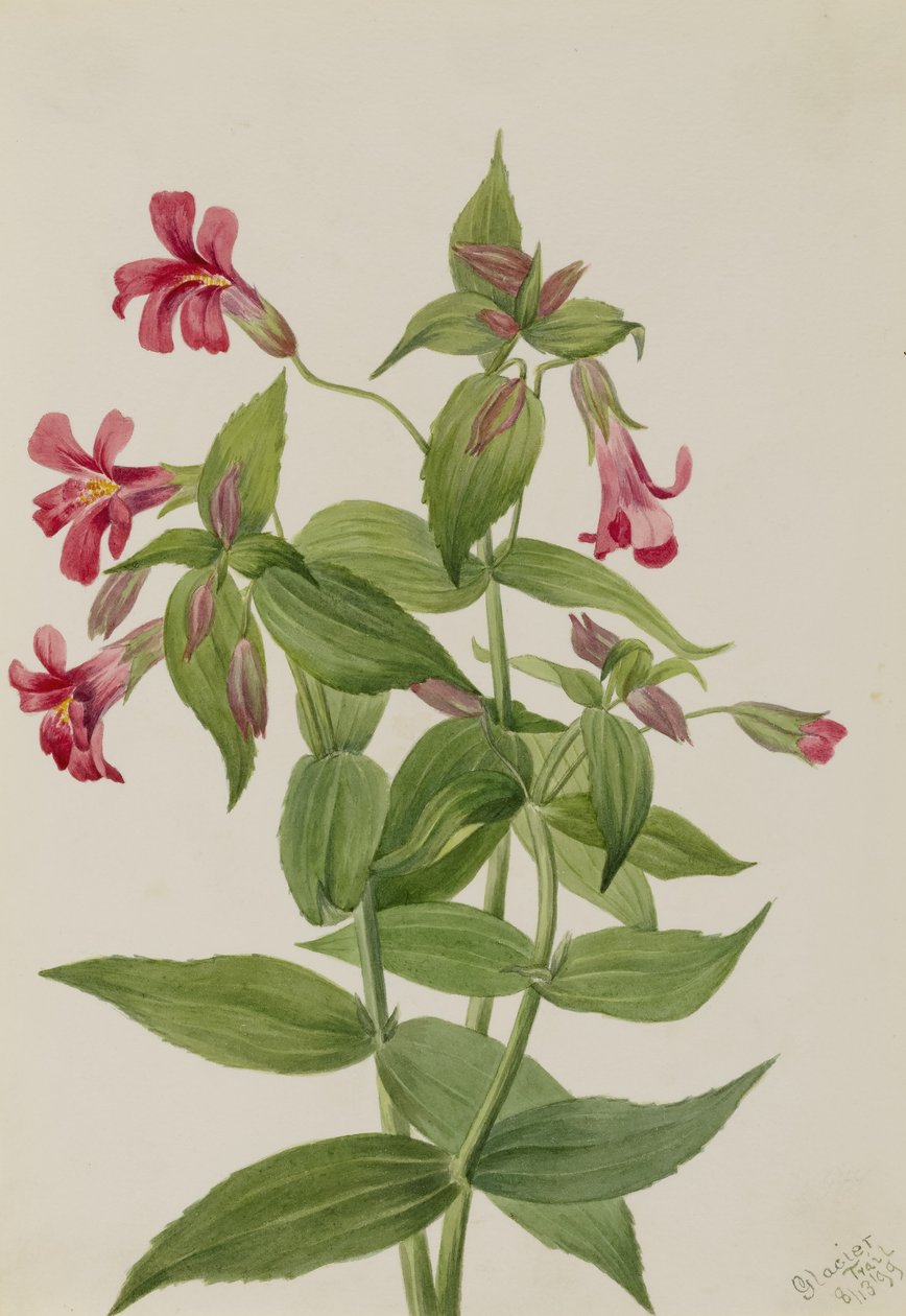 Lewis apblomma (Mimulus lewisii) av Mary Vaux Walcott