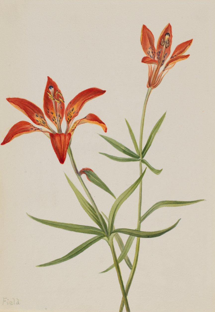 Lily Mountain lilja, ca. 1900-1920. av Mary Vaux Walcott