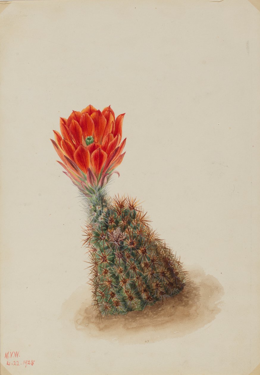 Lloyds jordgubbskaktus (Echinocereus lloydii) av Mary Vaux Walcott