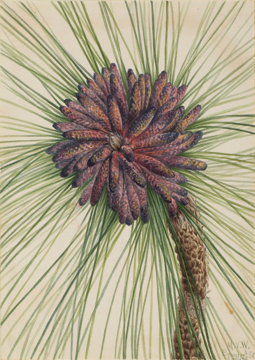 Långbladig tall Pinus palustris, 1929. av Mary Vaux Walcott