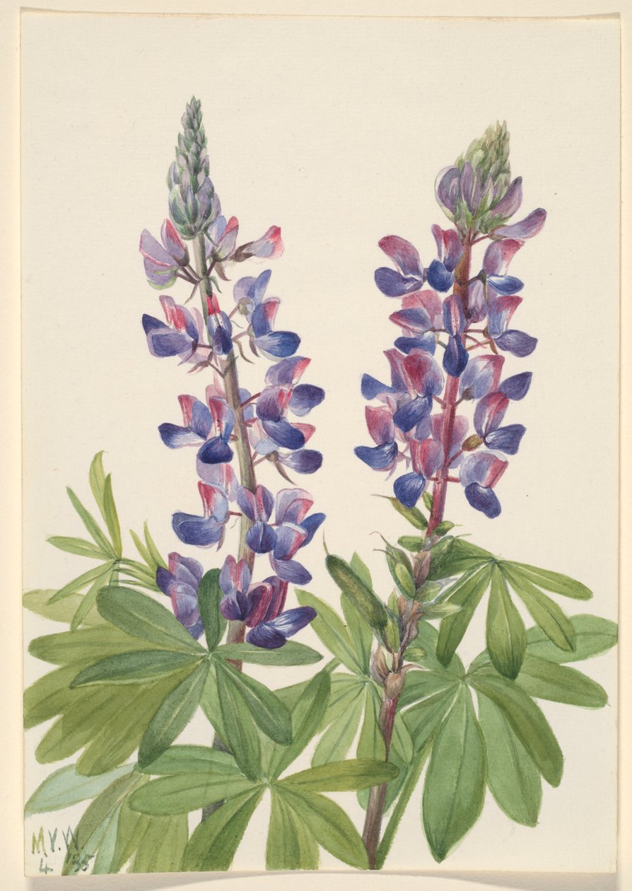 Lupin (Lupinus fornosus) av Mary Vaux Walcott