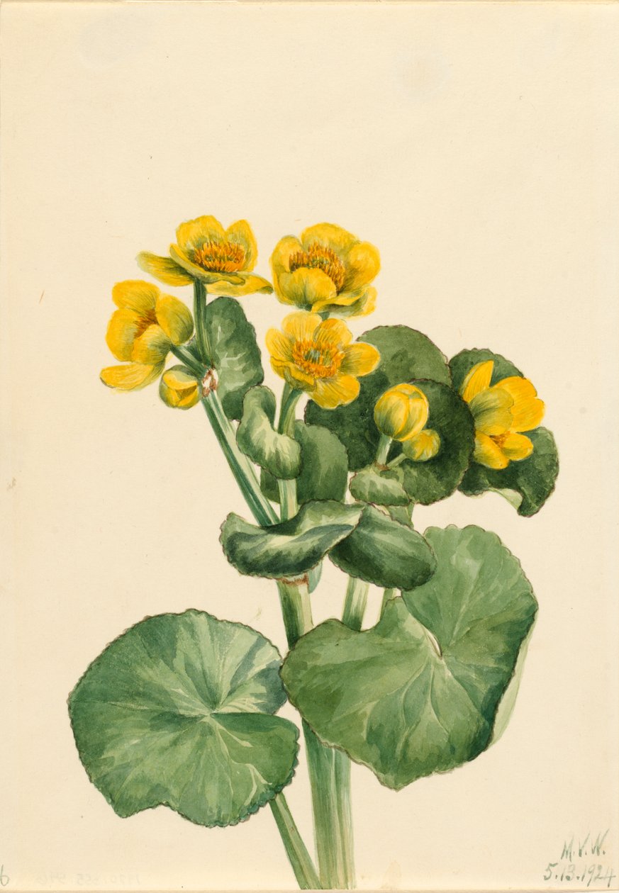 Marsh Marigold Caltha palustris, 1924. av Mary Vaux Walcott