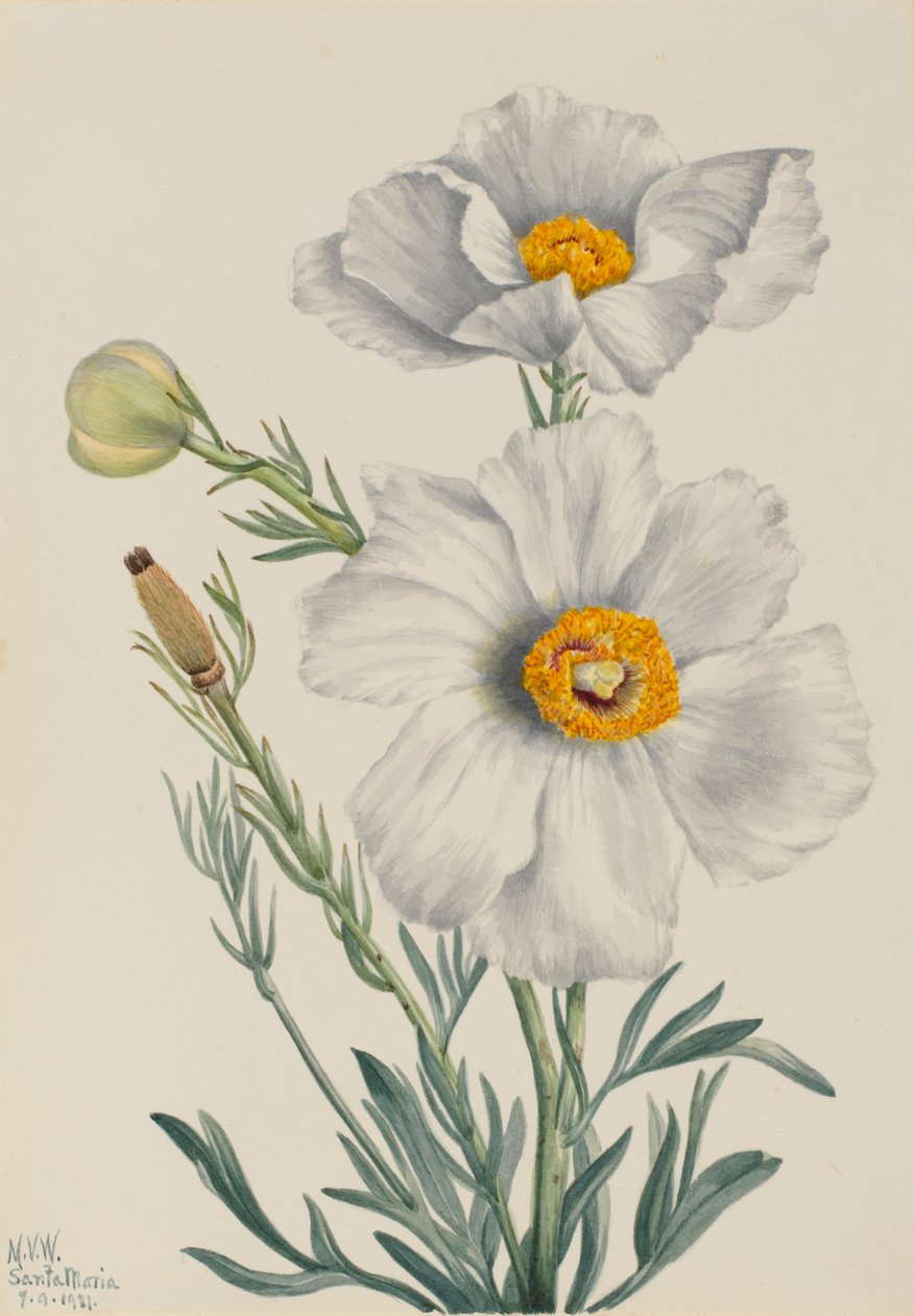 Matilija-vallmo (Romneya coulteri) av Mary Vaux Walcott