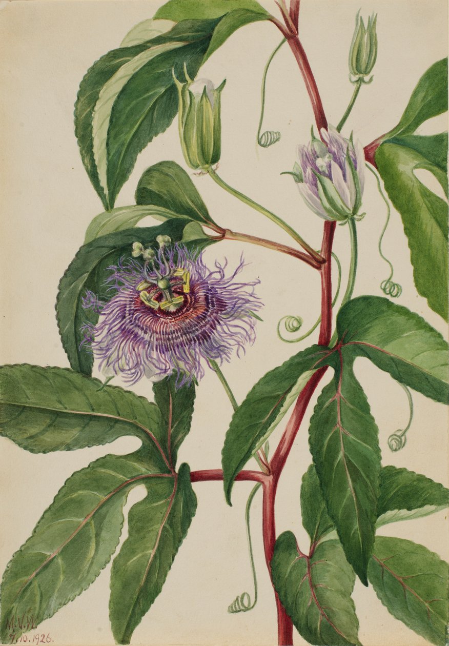 Majblomma (Passiflora incarnata) av Mary Vaux Walcott