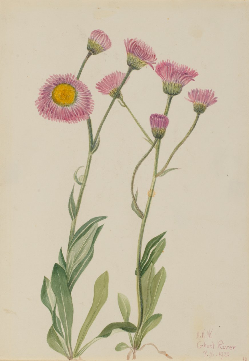 Meadow Fleabane Erigeron speciosus, 1920. av Mary Vaux Walcott