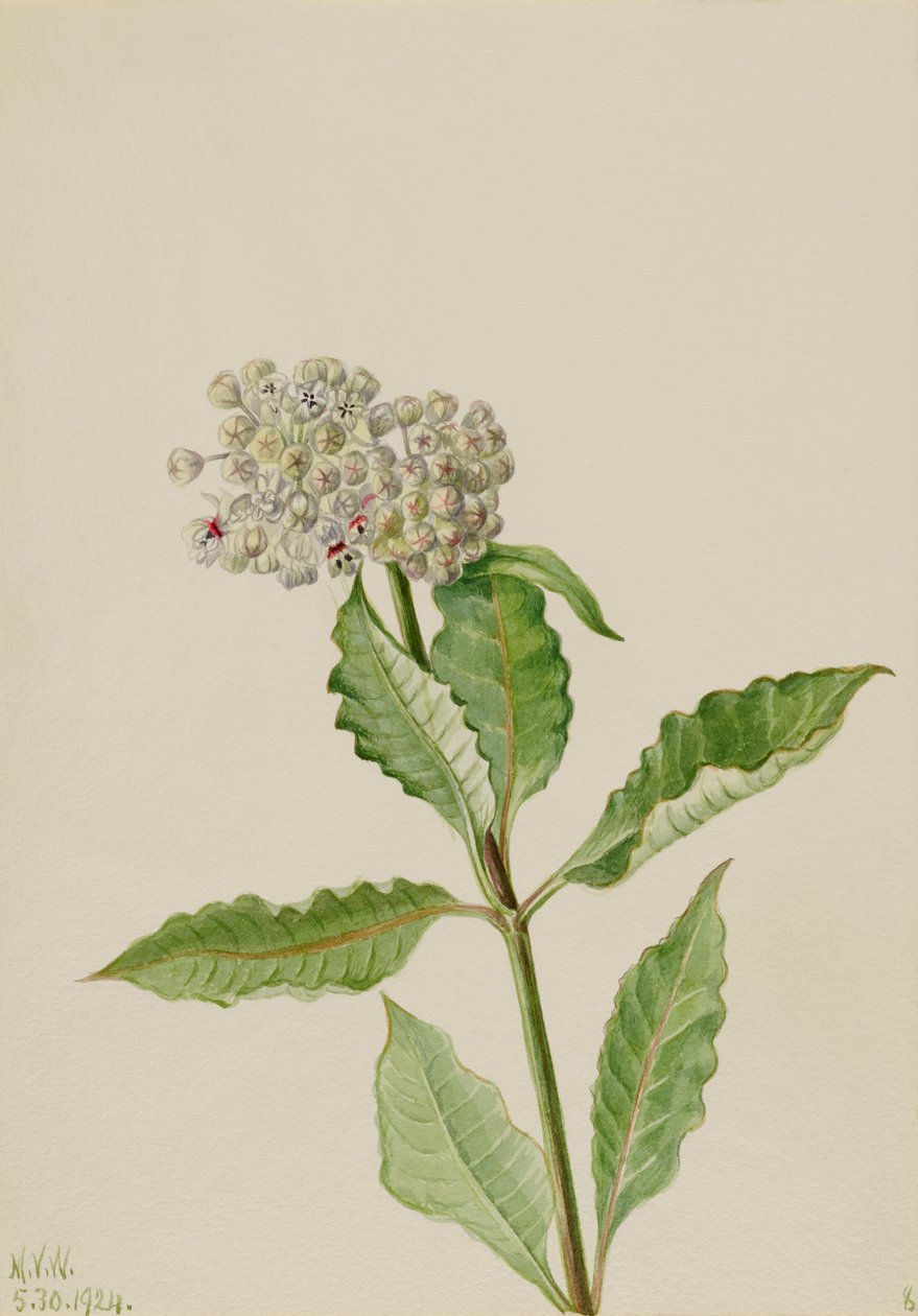 Mjölkört (Ascelpias) av Mary Vaux Walcott