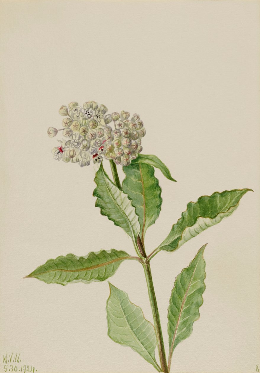 Milkweed Asclepias, 1924. av Mary Vaux Walcott