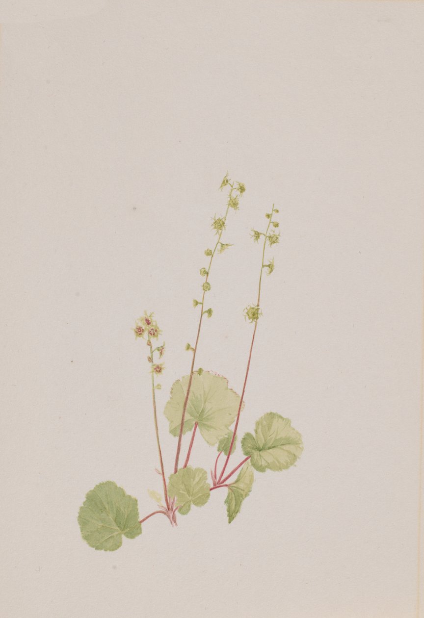 Naken mittella, ca. 1900-1920. av Mary Vaux Walcott