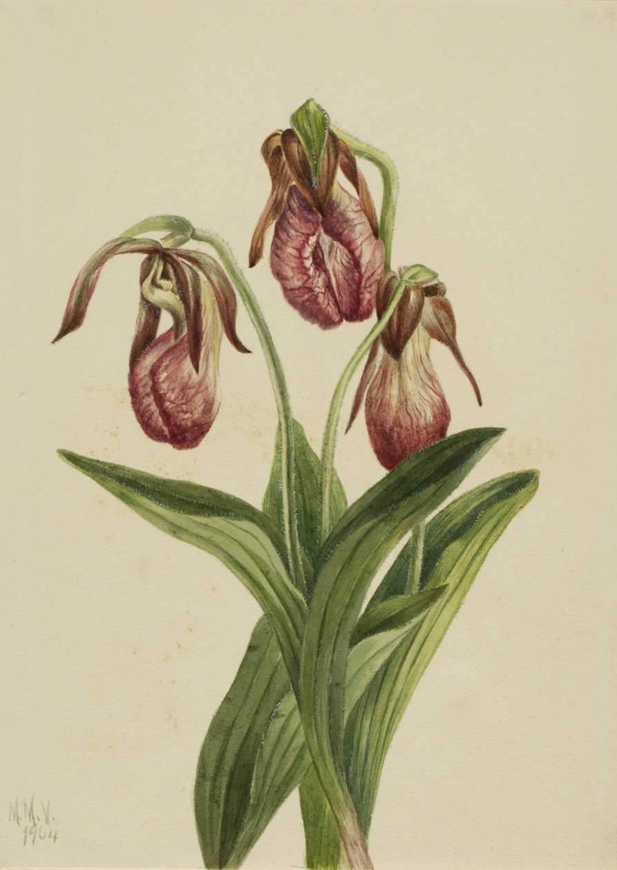 Moccasinblomma (Cypripedium acaule) av Mary Vaux Walcott