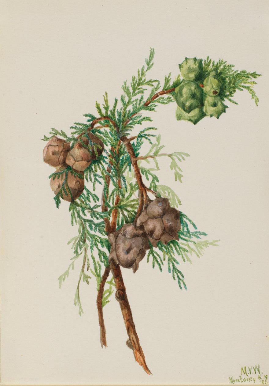 Monterey Cypress Cupressus macrocarpa, 1936. av Mary Vaux Walcott