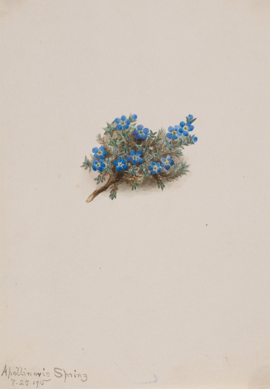 Moss Förgätmigej Erichum elongatum, 1915. av Mary Vaux Walcott