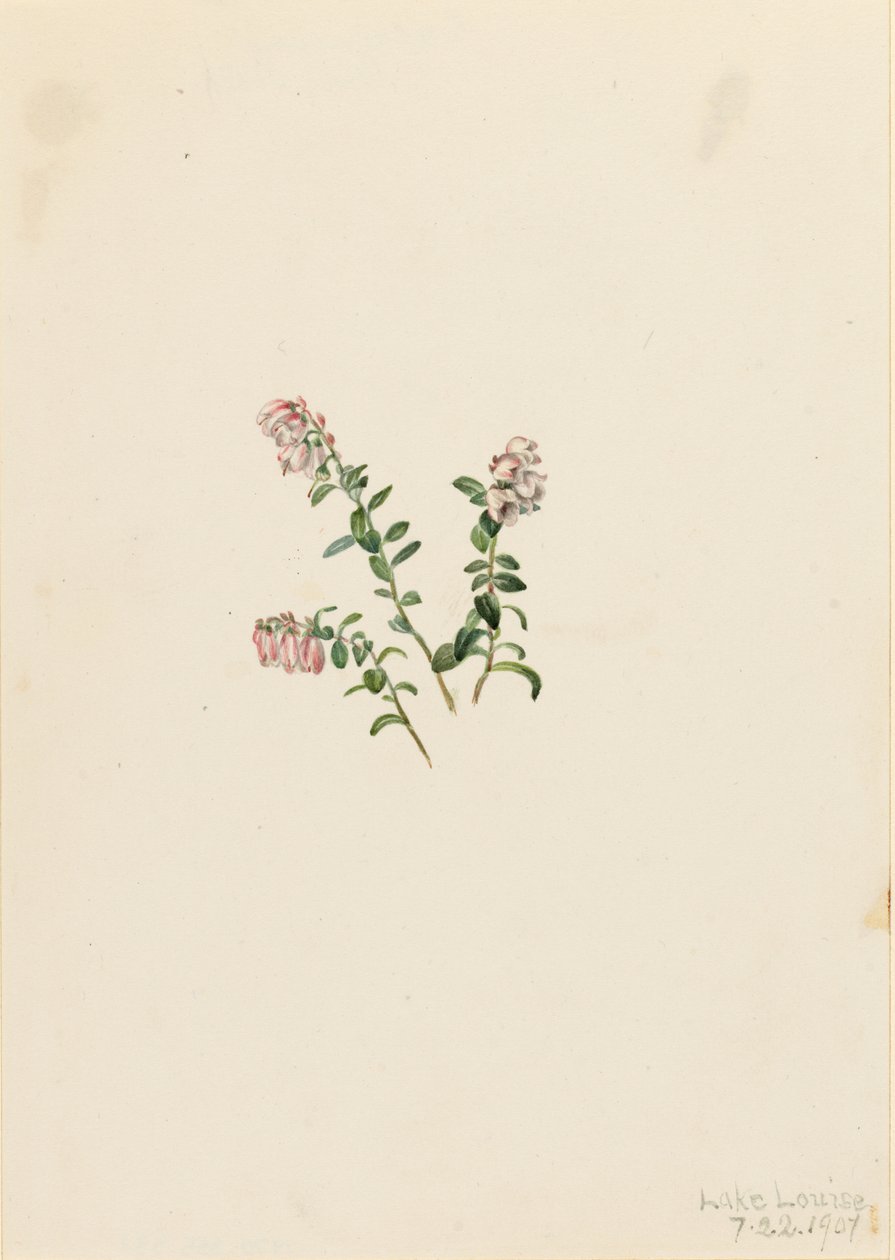 Fjälltranbär (Vaccinium vitisidaea minus) av Mary Vaux Walcott