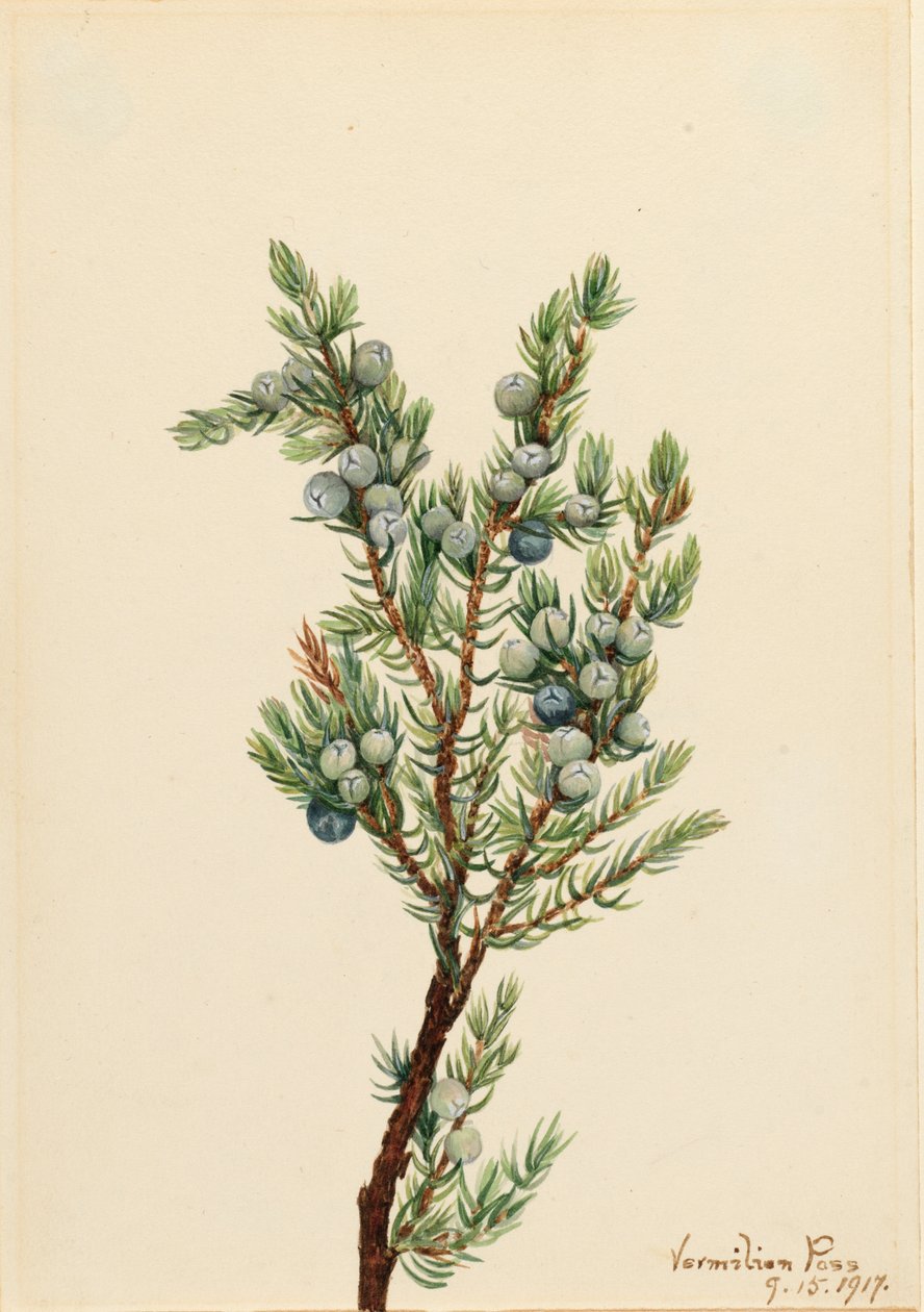 Mountain Juniper Juniperus sibirica, 1917. av Mary Vaux Walcott
