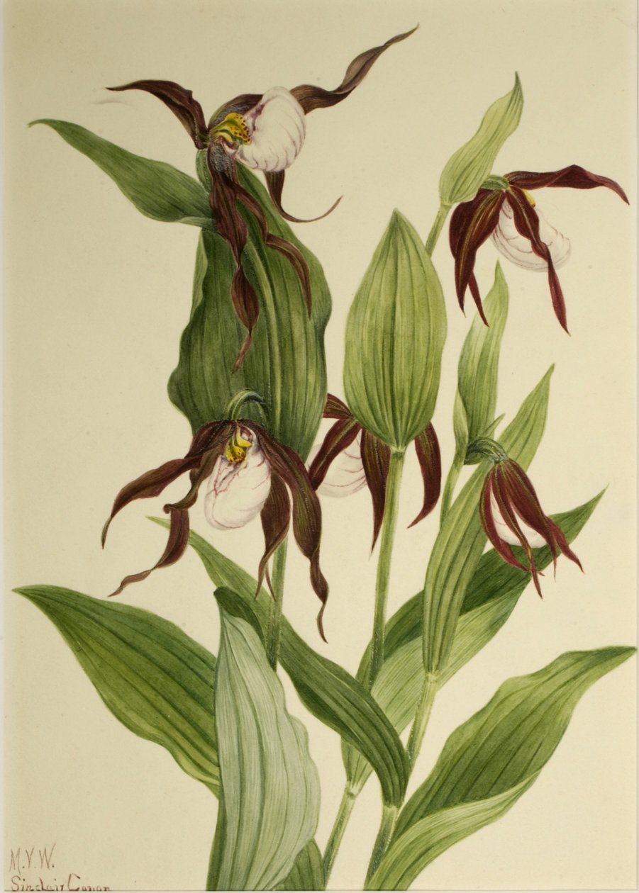 Bergsknipprot (Cypripedium montanum) av Mary Vaux Walcott