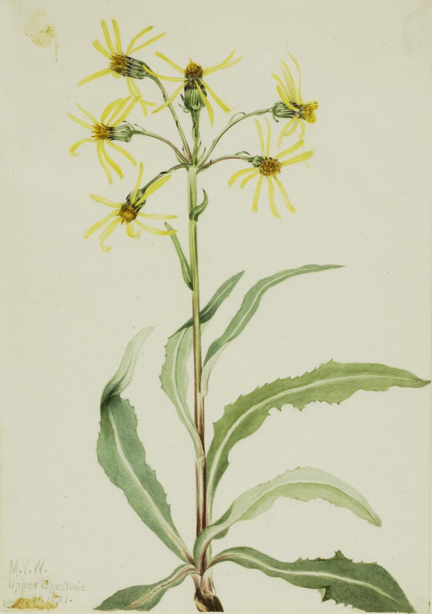 Sorglig jordmandel (Senecio lugens) av Mary Vaux Walcott
