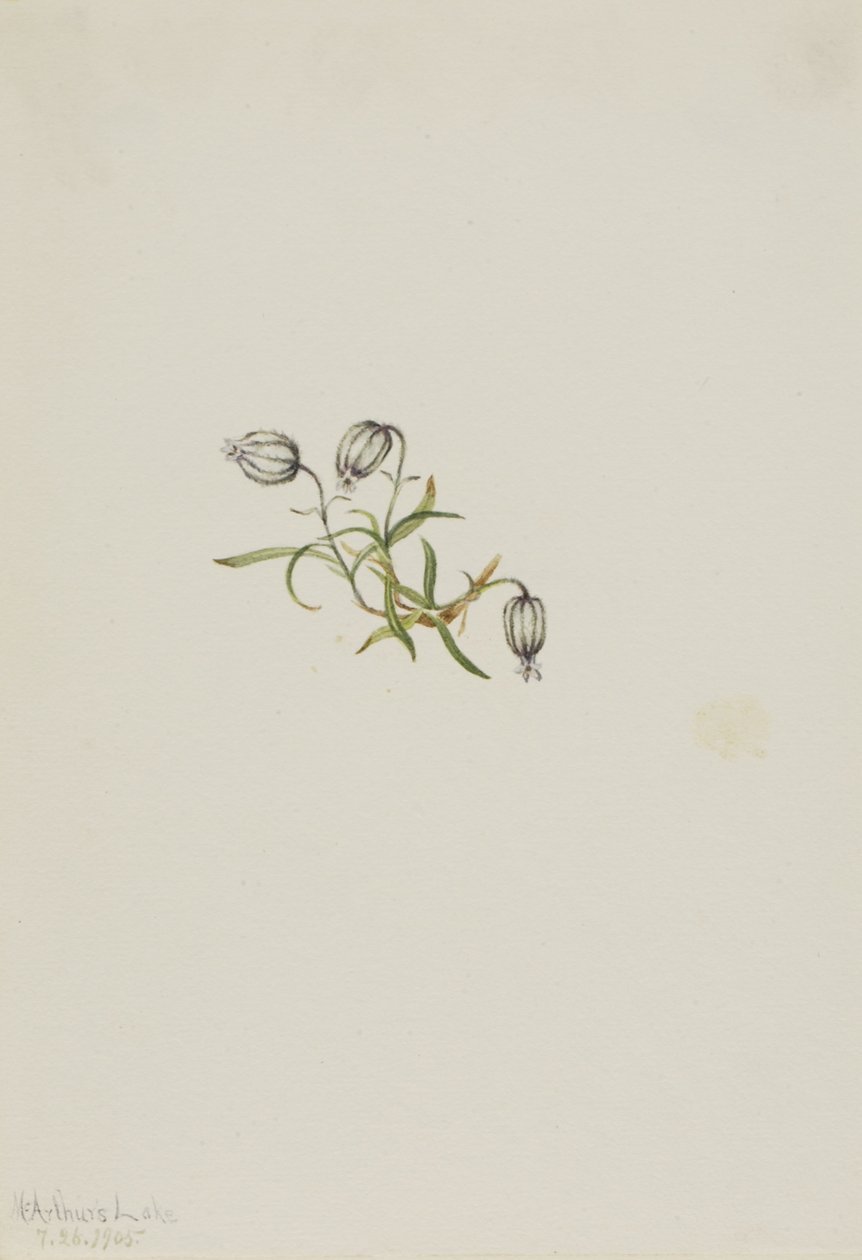 Noddkämpar (Lychnis apetala) av Mary Vaux Walcott