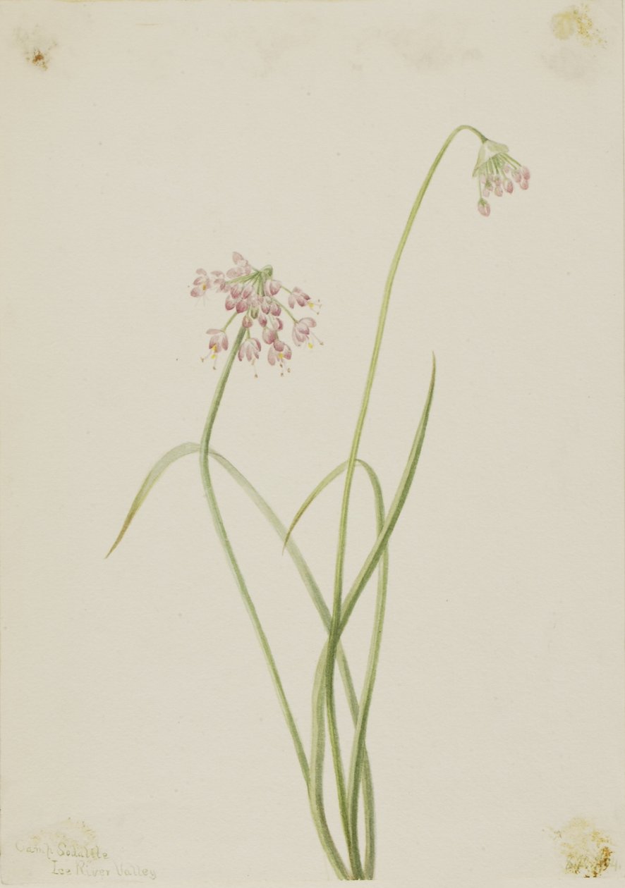Noddande lök (Allium cernuum) av Mary Vaux Walcott