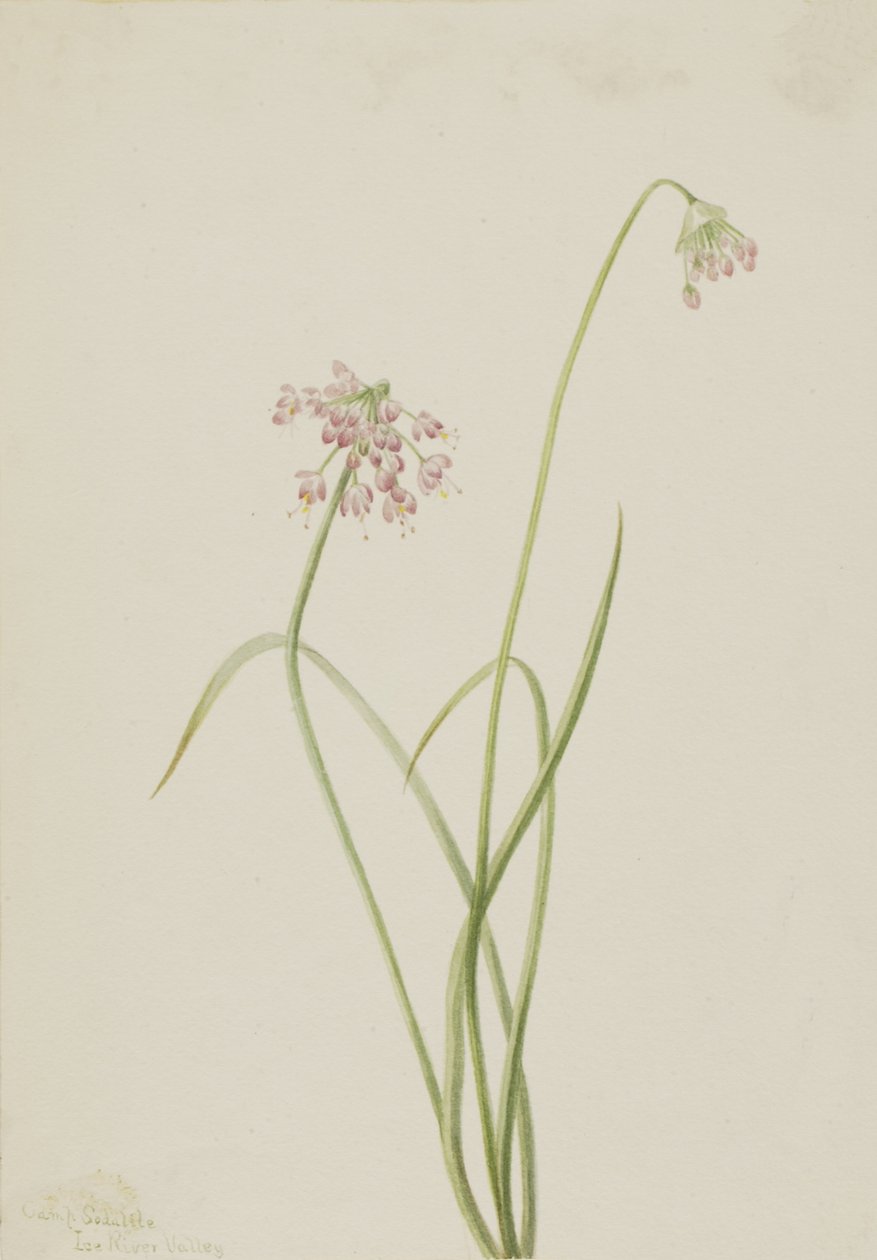 Nickande lök Allium cernuum, 1901. av Mary Vaux Walcott