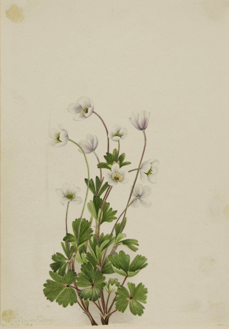 Nordlig anemon (Anemone parviflora) av Mary Vaux Walcott