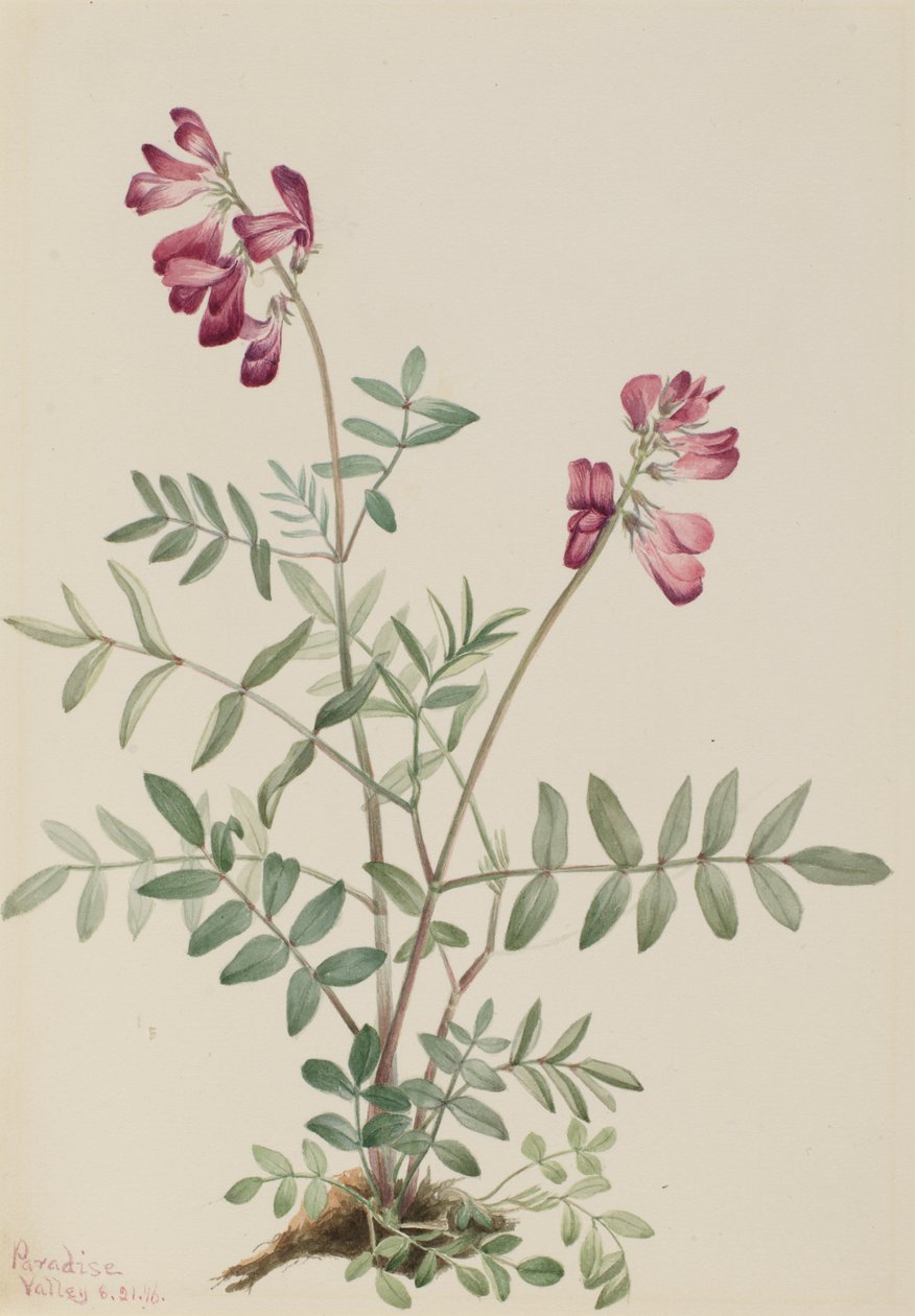 Nordlig hedysarum (Hedysarum boreale) av Mary Vaux Walcott