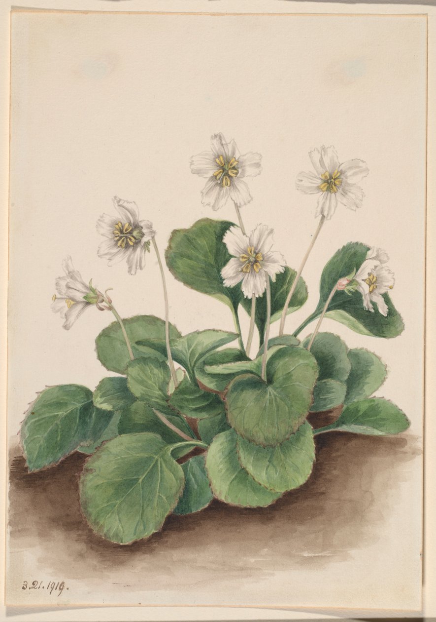 Oconee-klockor (Shortia galacifolia) av Mary Vaux Walcott