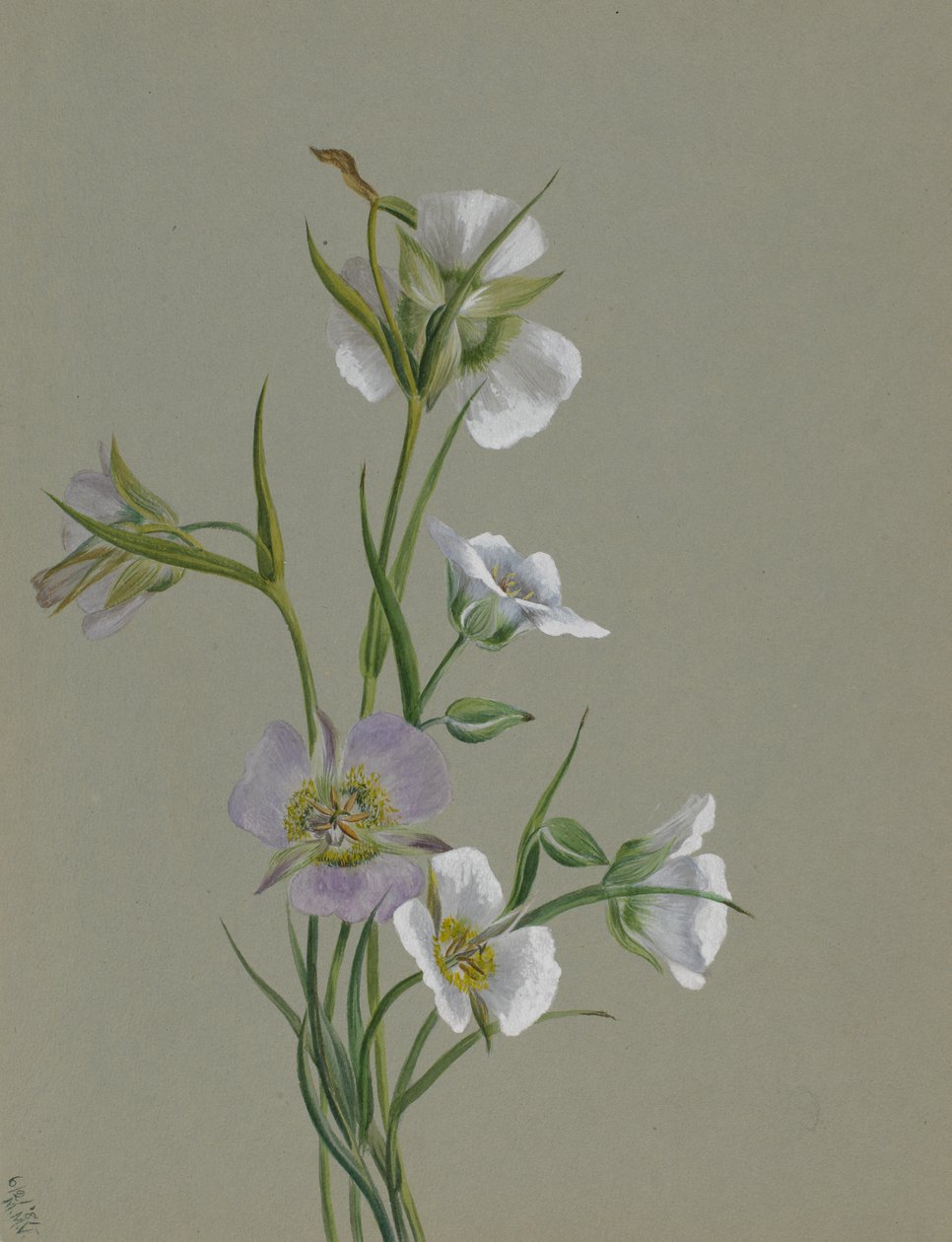 På vägen till monumentet, 1881. av Mary Vaux Walcott