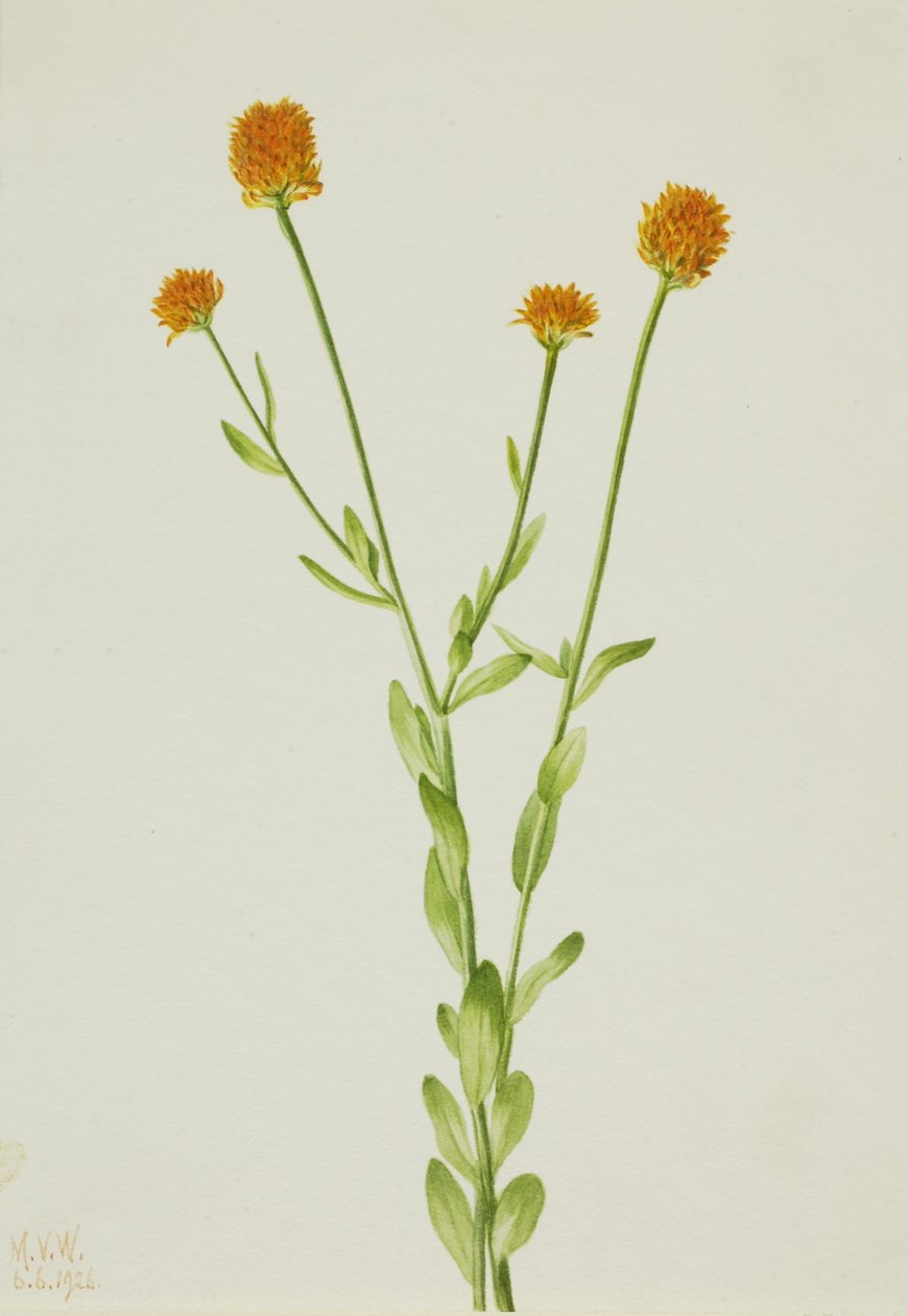 Orange polygala (Polygala lutea) av Mary Vaux Walcott