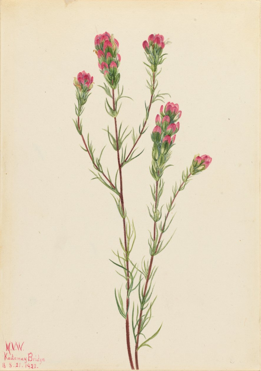 Uggla-klöver (Orthocarpus tenuifolius) av Mary Vaux Walcott