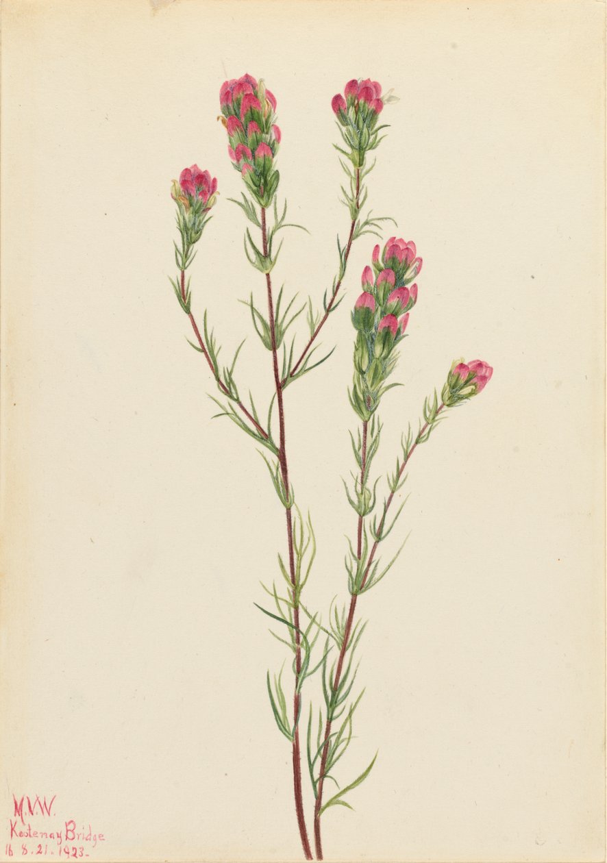 Uggleklöver Orthocarpus tenuifolius, 1923. av Mary Vaux Walcott